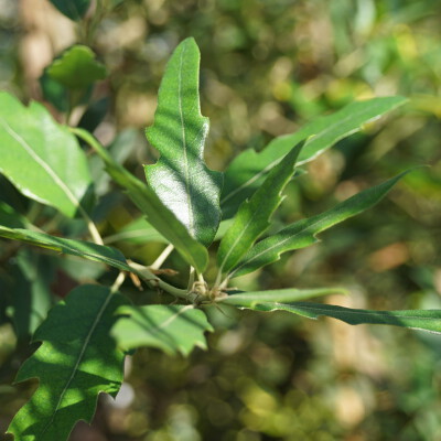 Quercus hispanica 'Waasland'
